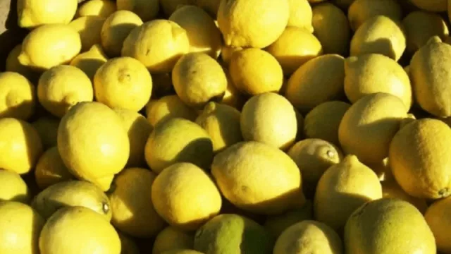 ¡Limones en peligro! (se complica la producción de limones en corrientes)