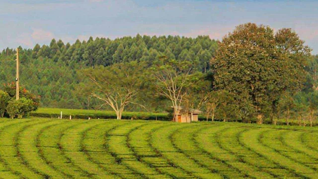 Empresa alemana visita Misiones para conocer el té misionero