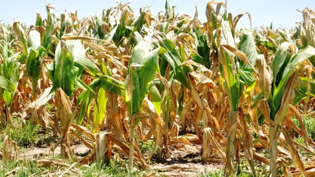 Entre Ríos con la peor sequía de los últimos 60 años (con pérdidas por US$ 130 millones en el maíz)