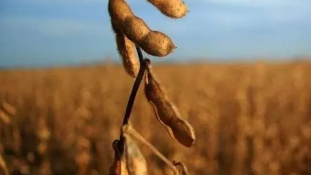 La soja y la sequía (la campaña más baja en 14 años)