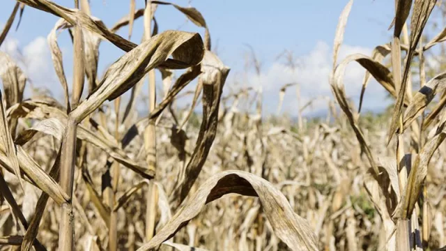 Preocupa el impacto financiero de la sequía (7 de cada 10 productores están peor que hace un año)