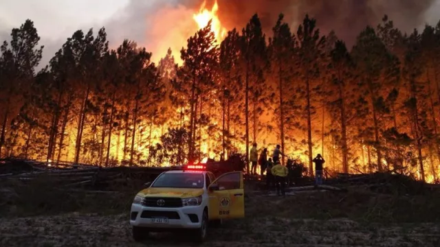 En Corrientes se estiman pérdidas maderables por más de $ 52 mil millones entre la actividad forestal y resinera