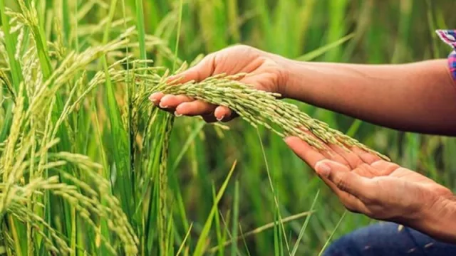 Corrientes y la cosecha de arroz, ¿será la más baja del siglo?