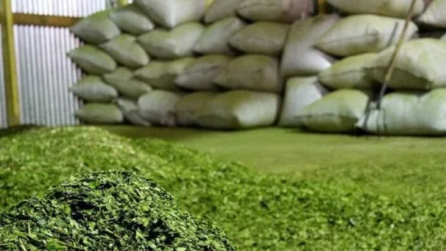 Para las empresas exportadoras de yerba hoy es más rentable el mercado interno que el externo