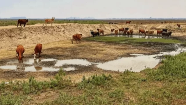La ganadería correntina y el desafío de pasar el invierno (70% menos de pasto afectado por la sequía y los incendios)