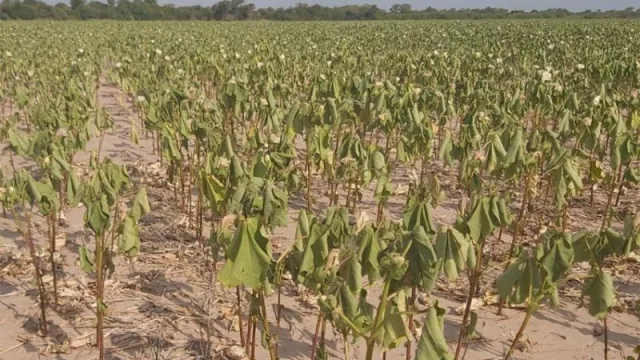 La cadena textil podría perder 250 millones de dólares (siguen las pérdidas en la producción por la sequía)