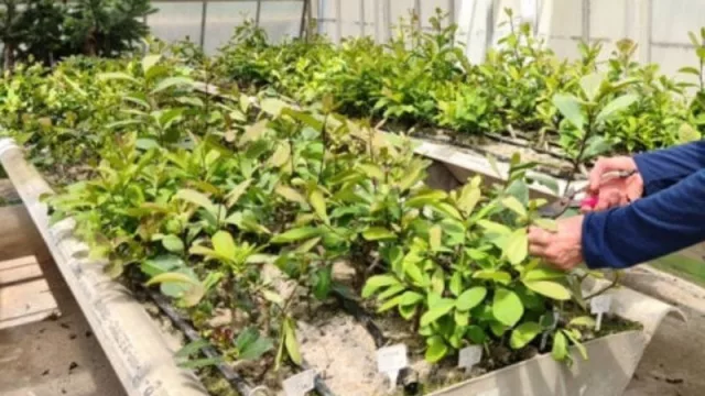 La yerba mate ¿ahora es hidropónica? Embrapa, el “INTA” brasileño que lo produce