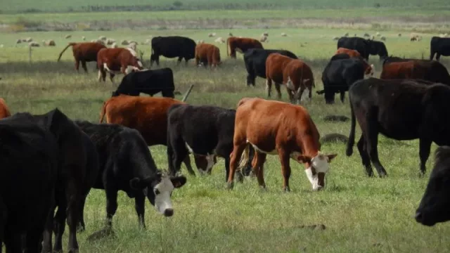 La ganadería de Corrientes continúa en alerta por la sequía