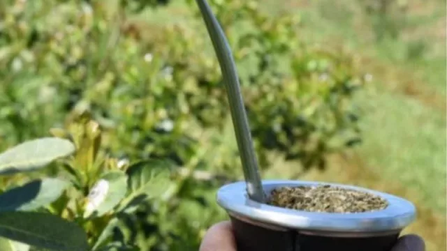 Avanza a buen ritmo la promoción de la Yerba Mate en Bangladesh (y continúan las negociaciones para habilitar su ingreso al país)