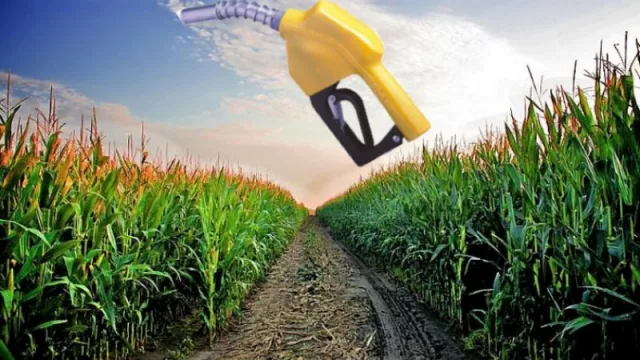 Bunge y Chevron compraron una productora argentina de semillas para biodiesel