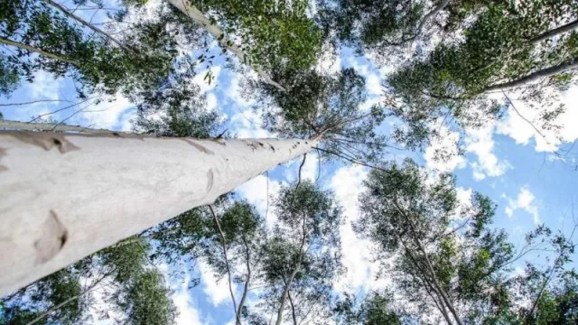 Unitan con su proyecto de plantaciones forestales fortalece el enriquecimiento de bosques nativos chaqueños (¿los elegidos? Eucaliptos de distintas variedades)