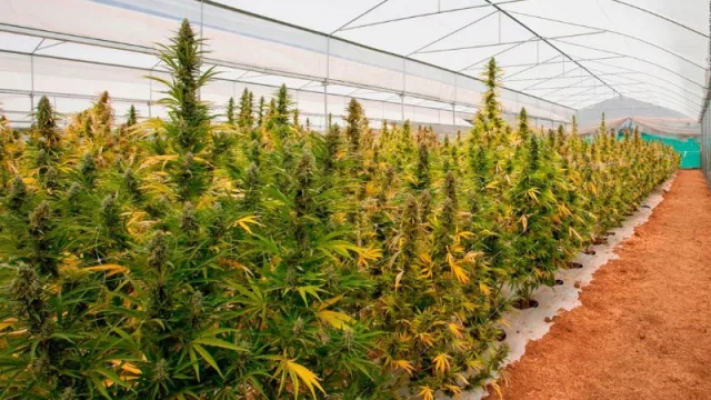 Radiografía de la plantación de Cannabis medicinal en Argentina (0.70 hectáreas en manos de 1 productor en Corrientes)