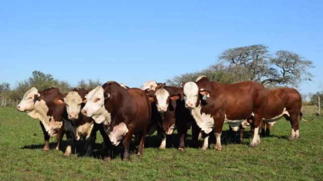 Excelente selección para el 42° Remate de cabaña Alegría (habrá toros Braford, Brangus y Brahman a la venta)