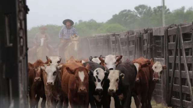 Establecimientos Chaqueños Integrados prepara su 19º subasta (se trata de 60 toros y 120 vaquillas de las razas Braford, Brangus y Brahman)