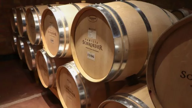 Neuquén celebra el Día Mundial del Pinot Noir (la región patagónica como destacada en la producción de vinos sofisticados)