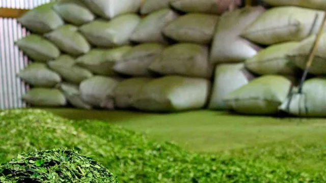 Las exportaciones de yerba mate aumentaron (pero la cosecha se mantiene por debajo de años anteriores)