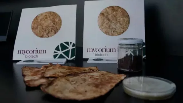 Fabrican cuero a base de hongos (importantes marcas de moda interesados en este producto)