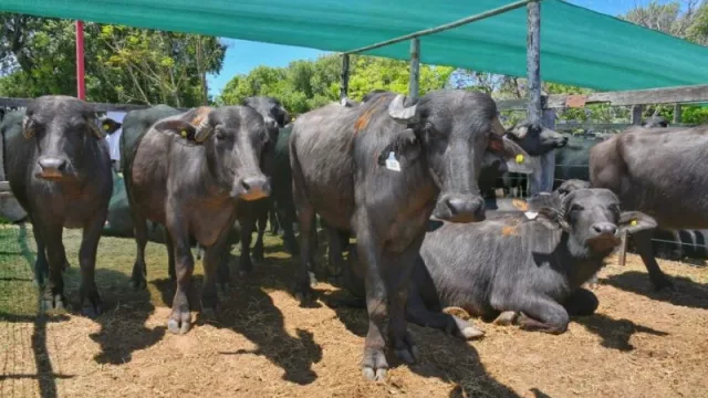 Se viene una nueva edición de la Fiesta Provincial del Búfalo en Corrientes