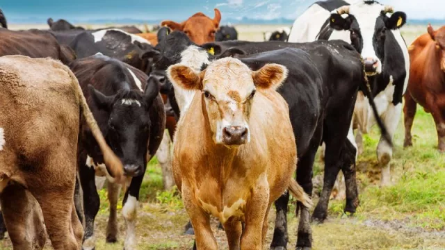 Seis provincias con más de cinco millones de cabezas de ganado afectado por la crecida del Paraná