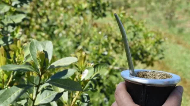 Santo Pipó fusiona técnicas ancestrales con tecnología moderna (para lograr producciones orgánicas de yerba mate)