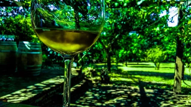 Hidromiel Misionera con proyecciones en el mercado exterior (emprendimiento familiar sustentable)