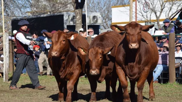 Las nacionales cada vez más cerca de las razas Braford, Brangus, Brahman y Hampshire Down (agendá la fecha)