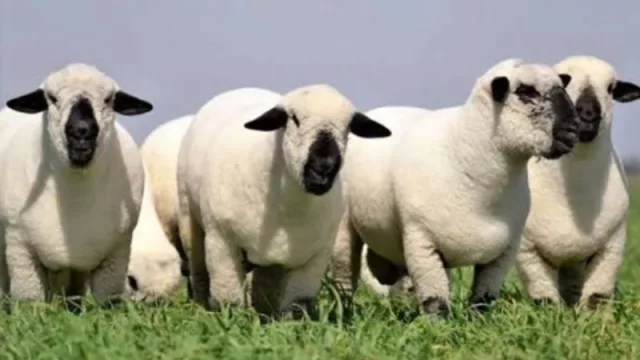 La raza ovina Hampshire Down debutará en las nacionales de Corrientes