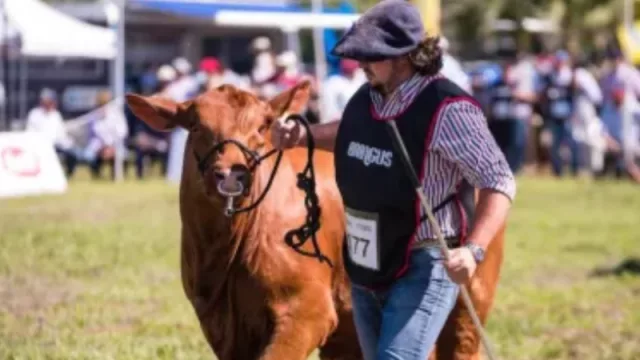 Remate exitoso en las Nacionales (se vendieron 13 mil cabezas de invernada)