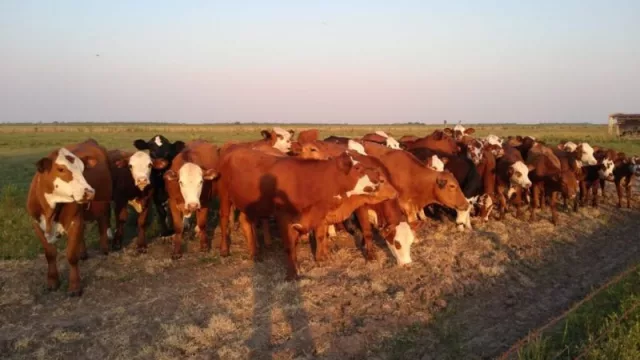 Se viene la 79° Exposición Nacional de Ganadería en Machagai