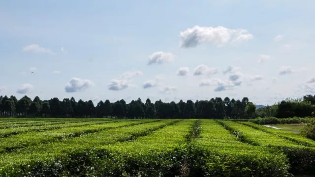 El té gourmet y el turismo en Misiones (presentan una innovadora propuesta para fortalecer oportunidades económicas)