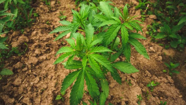 Chaco Cultiva pioneros en el uso medicinal del cannabis en la provincia (y busca eliminar el estigma social que lo rodea)