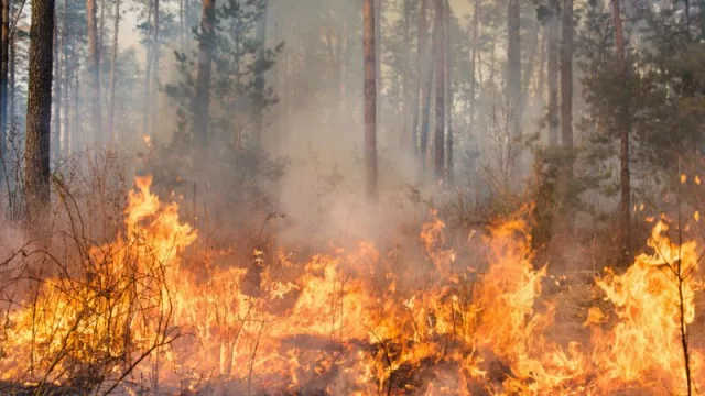 El gasto mundial en prevención, mitigación y respuesta a los incendios forestales se reducirá casi 100.000 millones de euros en 2025