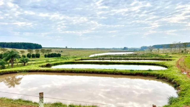 ¿Por qué comprar pescado en otra provincia? Misiones apunta a satisfacer su propia demanda
