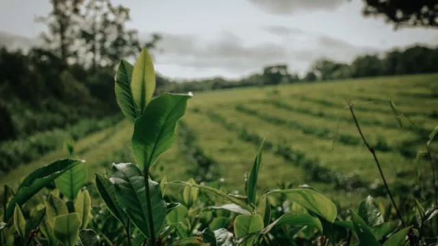 Mate, selva y futuro ¡la revolución orgánica ya llegó! (Misiones más verde que nunca)