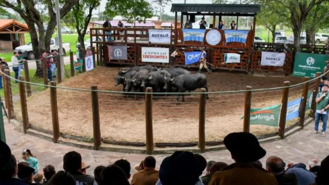 Expo Búfalos 2025 en Corrientes, epicentro de la ganadería bubalina (más de 1.000 animales en exposición)