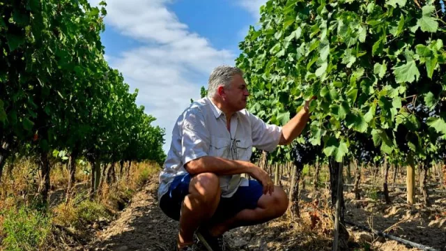 Bianchi anticipa blancos frescos y equilibrados, y tintos con carácter, nacidos en dos terroirs de excelencia