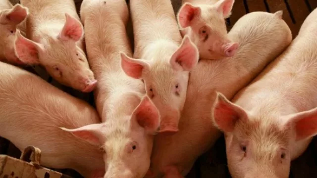 Producción, exportación y empleo: el potencial millonario del cerdo argentino