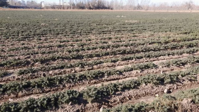 Mendoza se posiciona como pionera mundial en la certificación de orégano con Indicación Geográfica