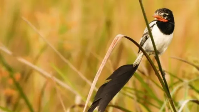 Turismo alternativo en clave económica: el modelo de autogestión que pisa fuerte en el NEA