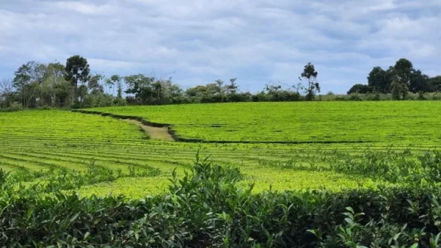 Calidad y diferenciación en el té misionero (una estrategia para pymes y productores locales)