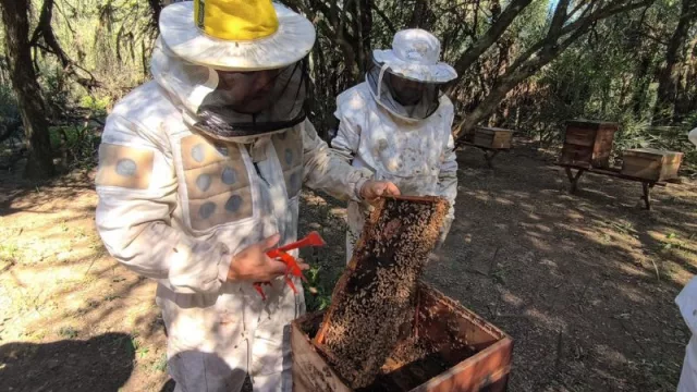 Apicultura con visión global: Chaco impulsa su cadena de miel orgánica (y consolida su perfil exportador)