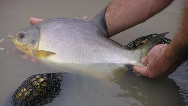 El pacú lidera una revolución productiva (acuicultura sostenible y motor del desarrollo rural)