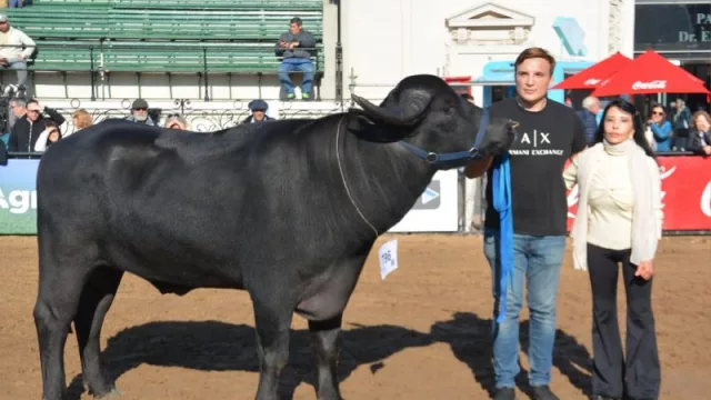 El búfalo gana terreno: una cadena productiva en crecimiento que busca más visibilidad y mercados