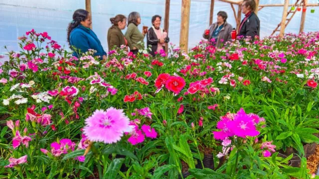 Nace Misioflor: la primera cooperativa de floricultura de Misiones busca escalar producción y abrir nuevos mercados