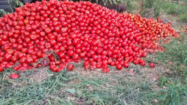 Dramático: miles de kilos de tomate se descartaron en Salta por la falta de rentabilidad