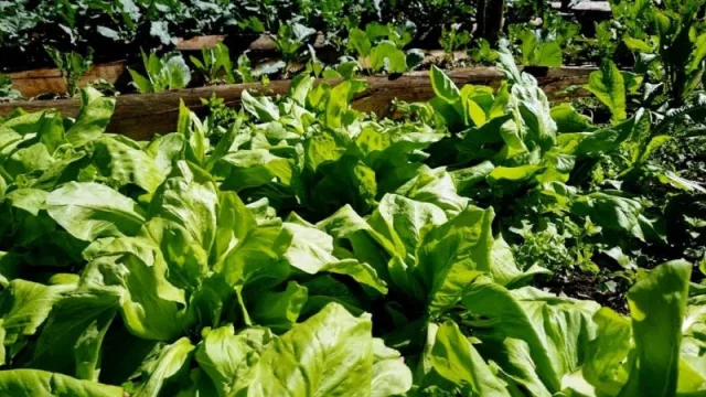 Las Gringas apuesta al canal supermercadista con su modelo agroecológico y artesanal