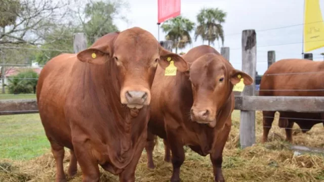 Carne chaqueña: crece la demanda global, pero el financiamiento sigue siendo el gran desafío
