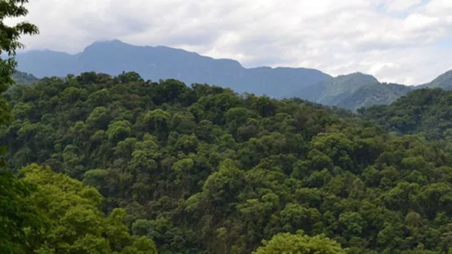 Primera certificación PEFC de bosques nativos en Argentina: un hito desde Misiones