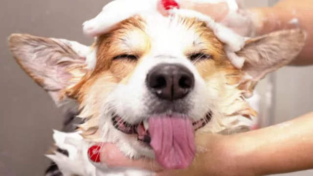 ¿El “laverap” de mascotas o peluquería canina?: dónde conviene (realmente) bañar a tu perro