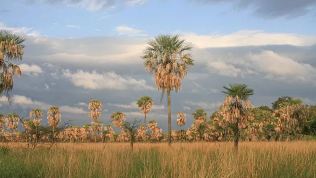 Innovación financiera para el desarrollo productivo y ambiental (bonos verdes, agricultura regenerativa y competitividad)